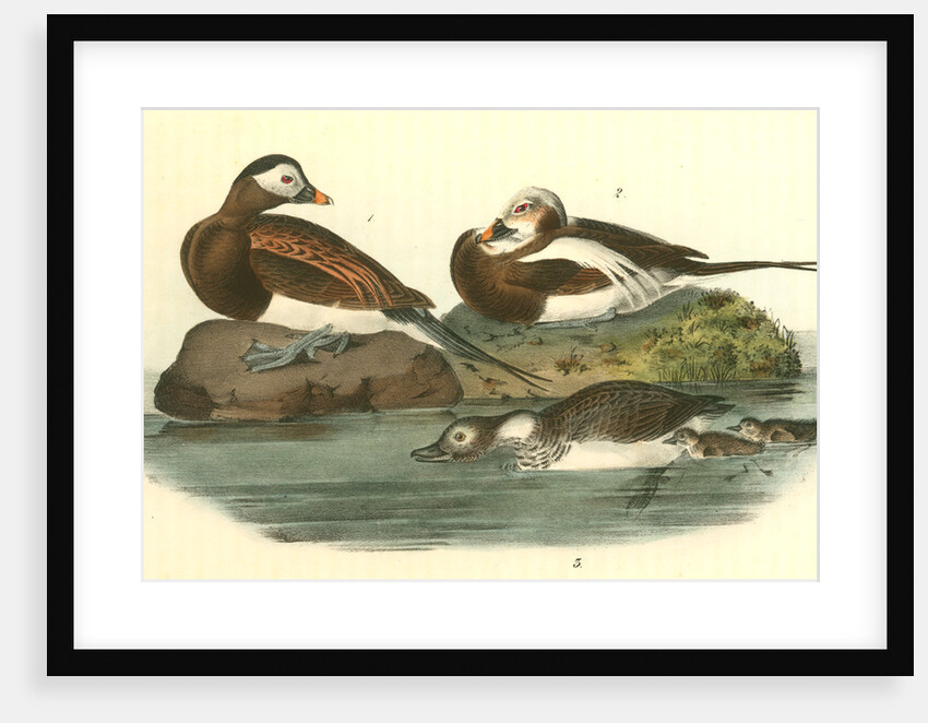 Long-tailed Duck by John James Audubon