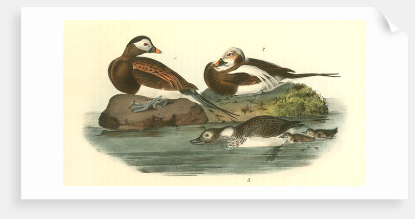 Long-tailed Duck by John James Audubon