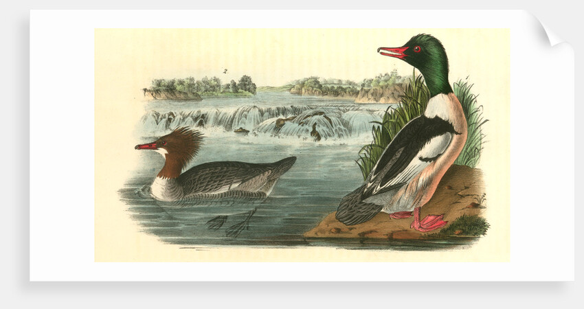 Buff-breasted Merganter [Merganser]. - Goosander by John James Audubon