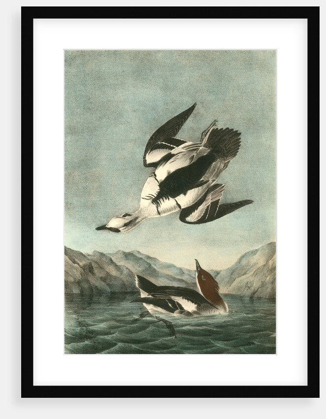 White Merganser Smew. White Nun by John James Audubon
