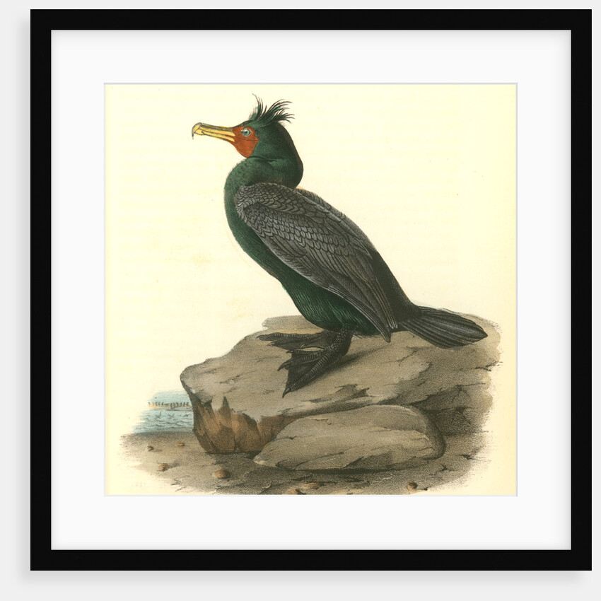 Double-crested Cormorant. Male by John James Audubon
