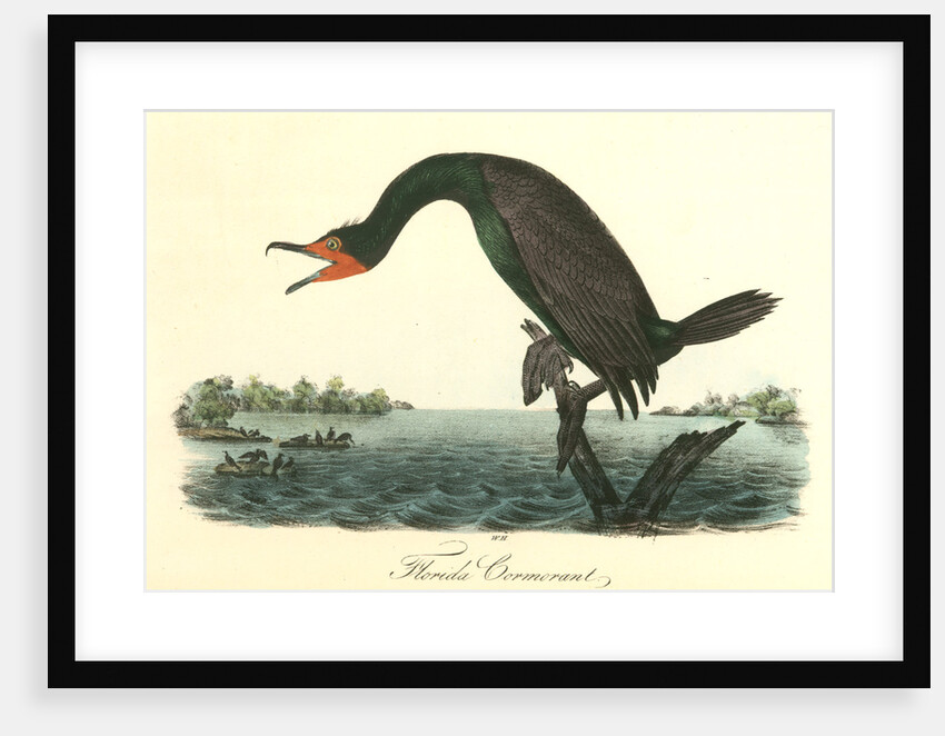 Florida Cormorant. Male by John James Audubon