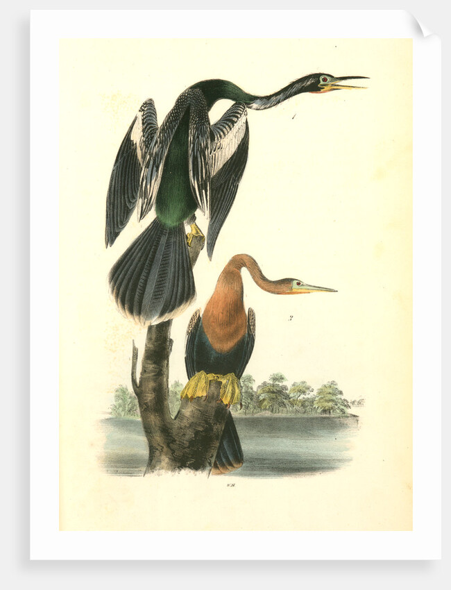 American Anhinga Snake Bird by John James Audubon