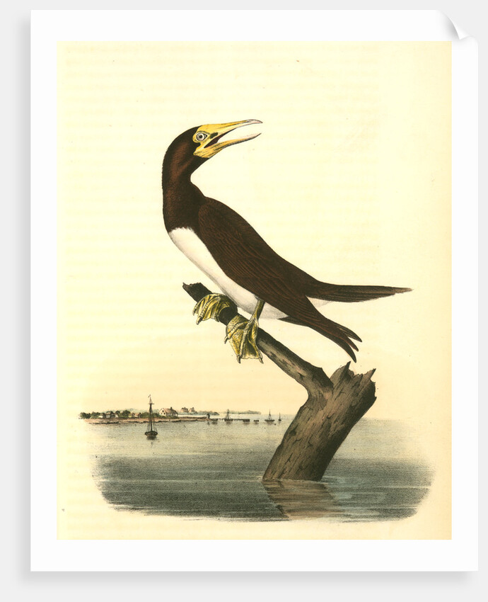 Booby Gannet. Male by John James Audubon