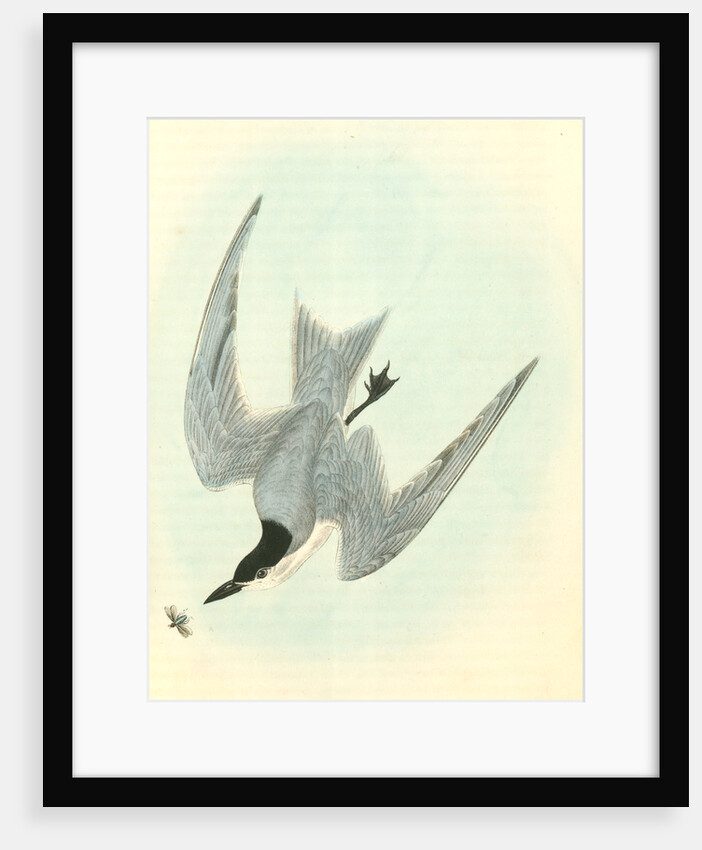 Gull-billed Tern. Marsh Tern. Male by John James Audubon