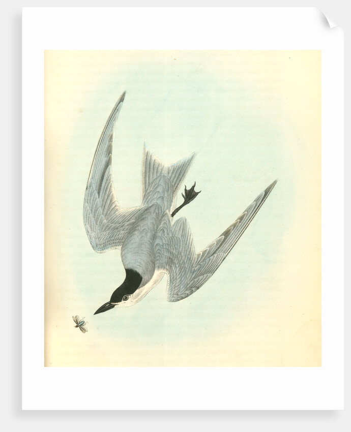 Gull-billed Tern. Marsh Tern. Male by John James Audubon
