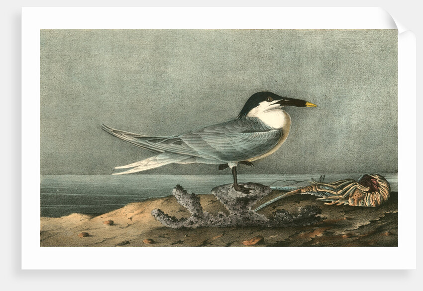 Sandwich Tern. Adult by John James Audubon