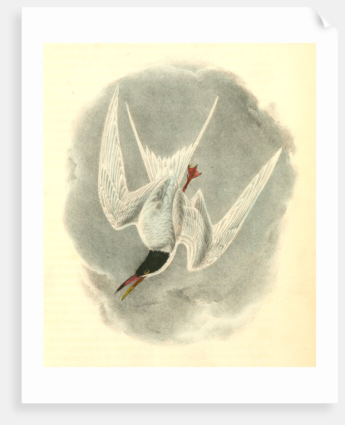 Common Tern. Male Spring Plumage by John James Audubon