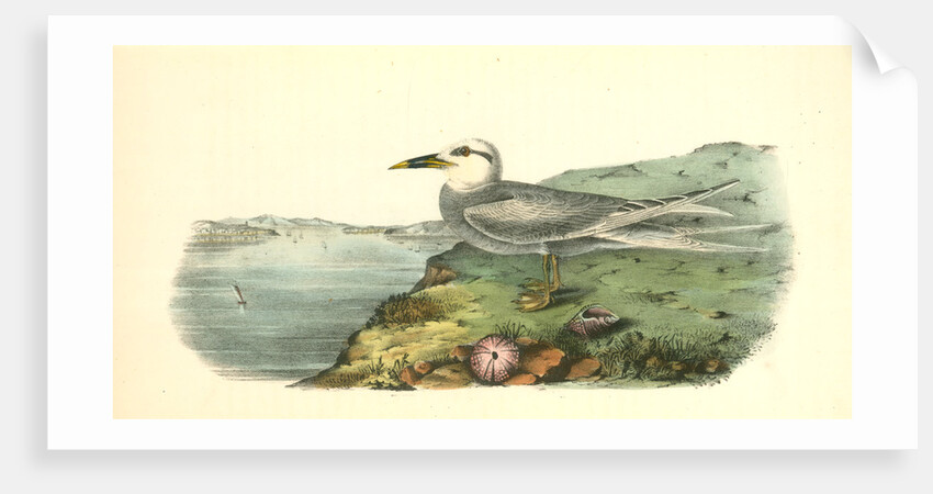 Trudeas's Tern. Adult by John James Audubon