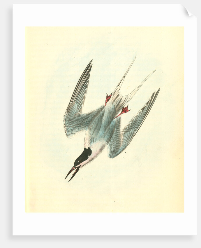 Roseate Tern. Male by John James Audubon