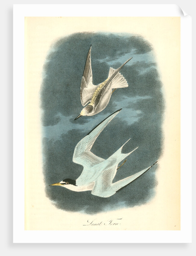 Least Tern by John James Audubon