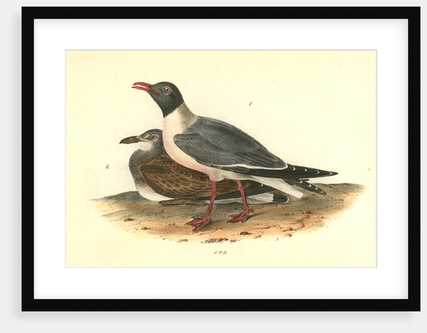 Black-headed Gull by John James Audubon