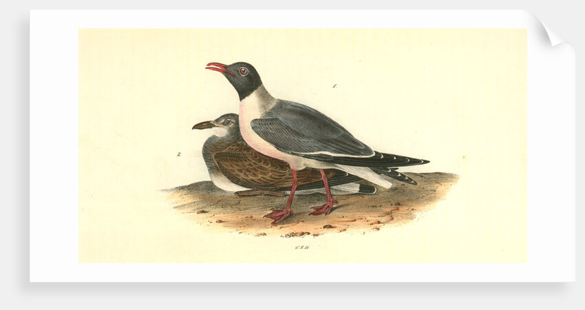 Black-headed Gull by John James Audubon