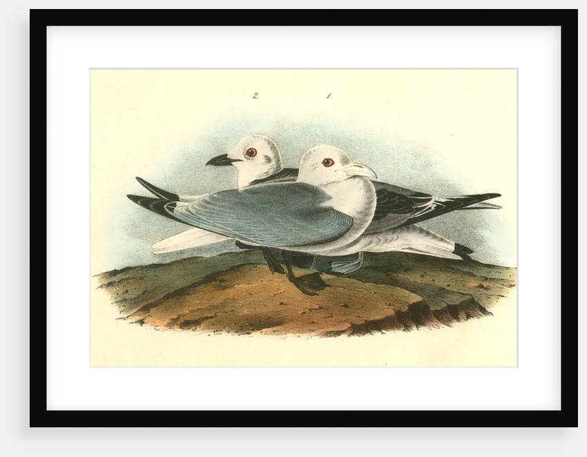 Kittiwake Gull by John James Audubon