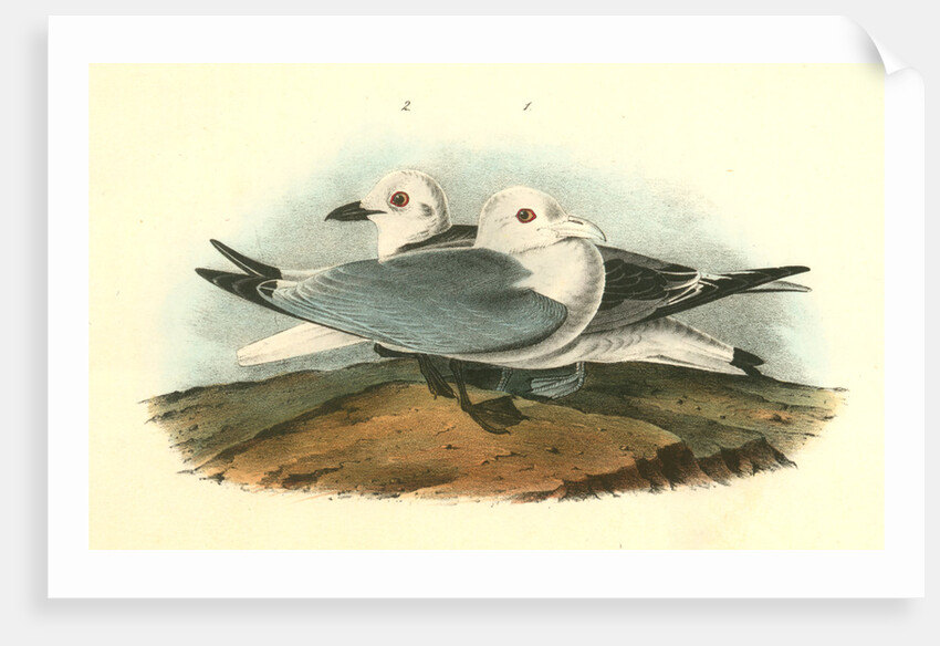 Kittiwake Gull by John James Audubon