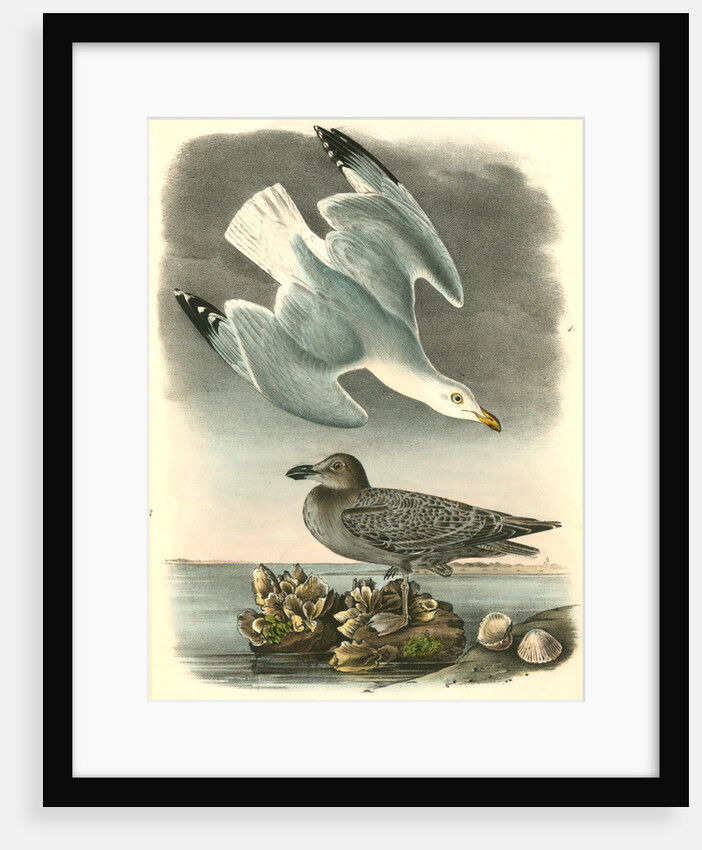 Herring or Silvery Gull by John James Audubon