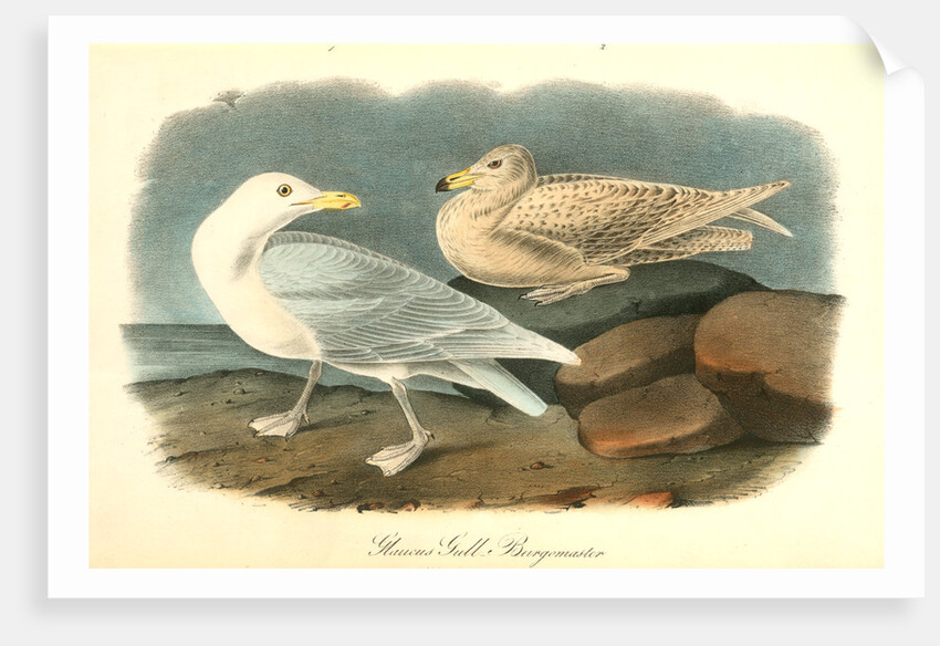 Glaucus Gull - Burgomaster by John James Audubon