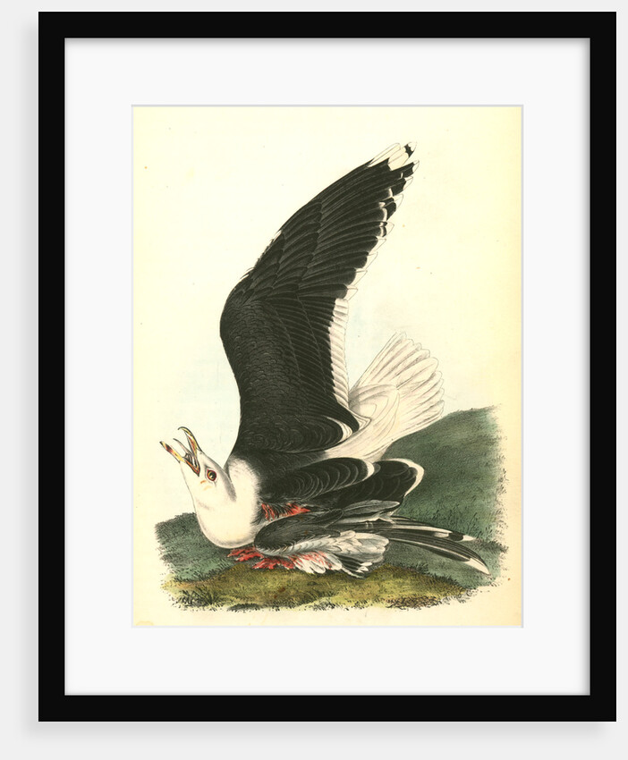 Great Black-backed Gull . Male by John James Audubon