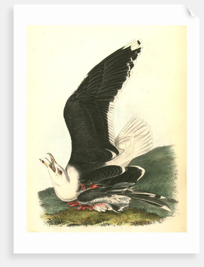 Great Black-backed Gull . Male by John James Audubon