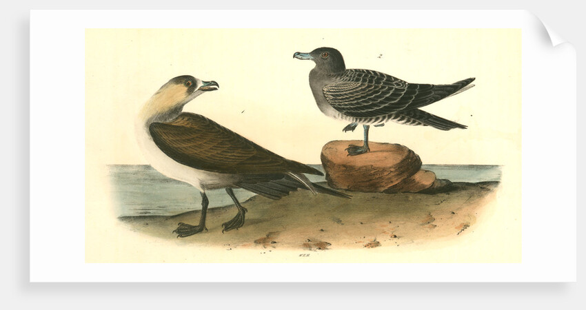 Richardson's Jager by John James Audubon