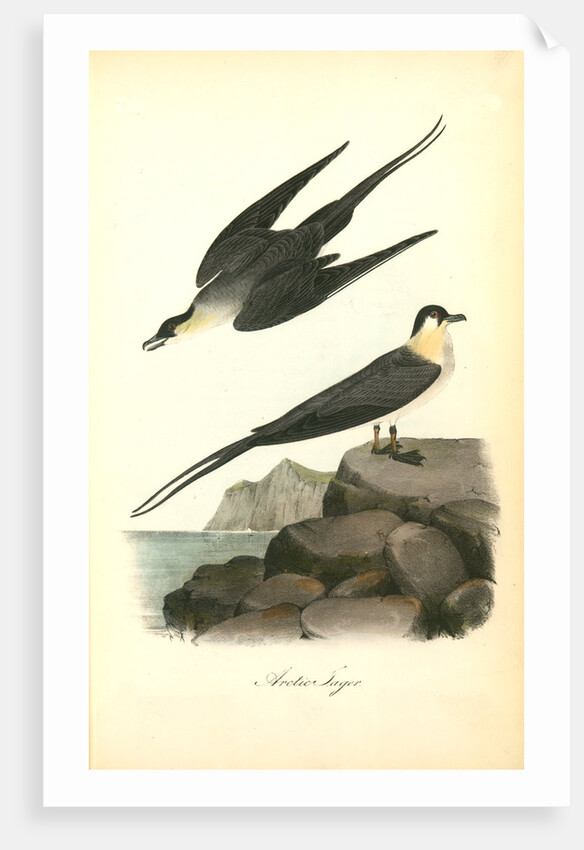 Arctic Jager by John James Audubon