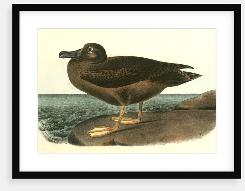 Dusky Albatros by John James Audubon