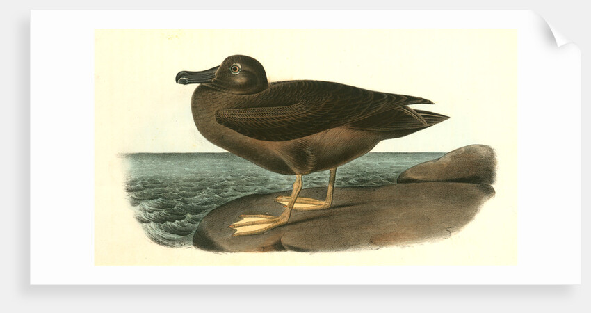 Dusky Albatros by John James Audubon
