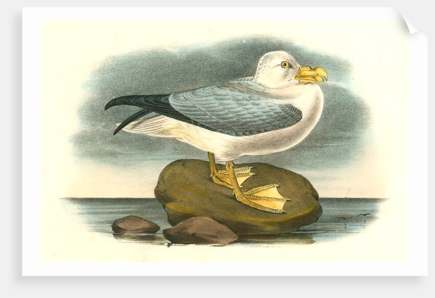 Fulmar Petrel. Adult Male Summer plumage by John James Audubon