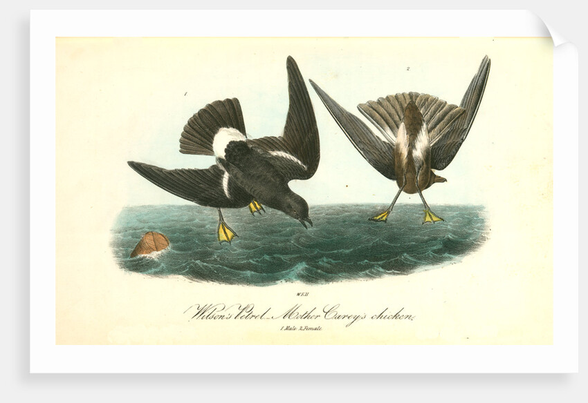 Wilson's Petrel. Mother Carey's chicken by John James Audubon