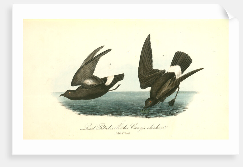 Least Petrel. Mother Carey's chicken by John James Audubon
