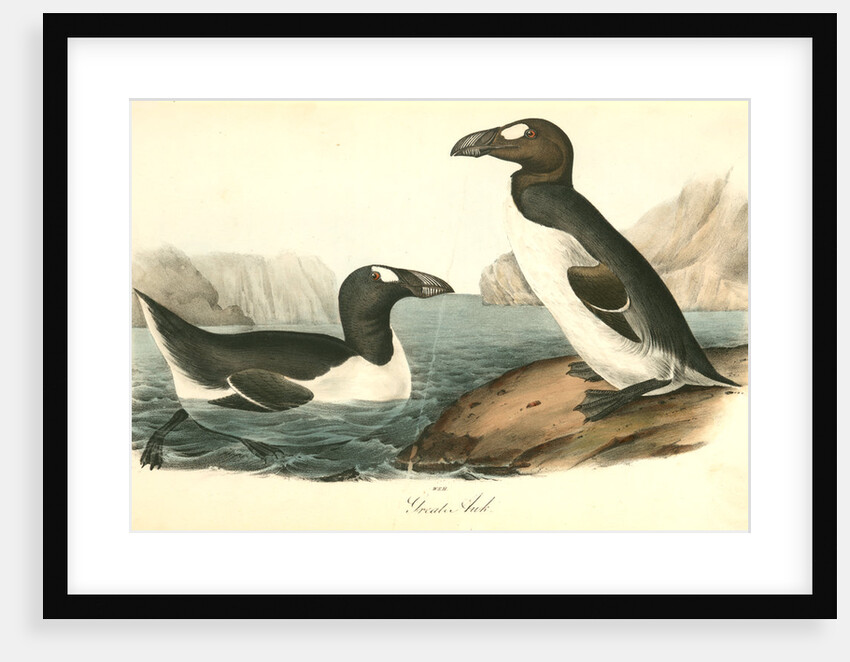 Great Auk. Adult by John James Audubon