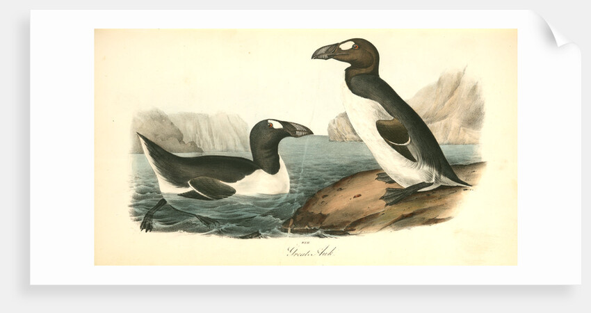 Great Auk. Adult by John James Audubon