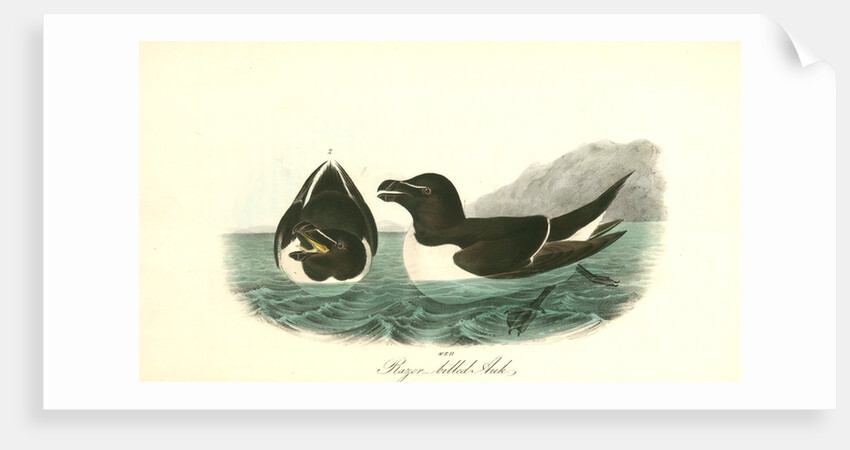 Razor-billed Auk by John James Audubon