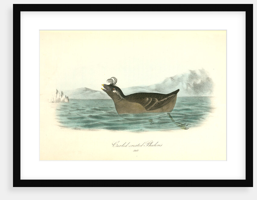 Curled-crested Phaleris. Adult by John James Audubon