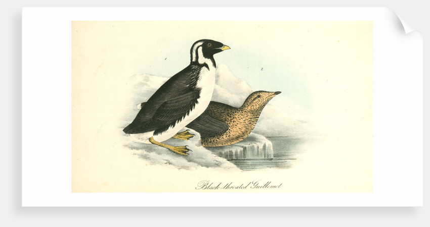 Black-throated Guillemot by John James Audubon