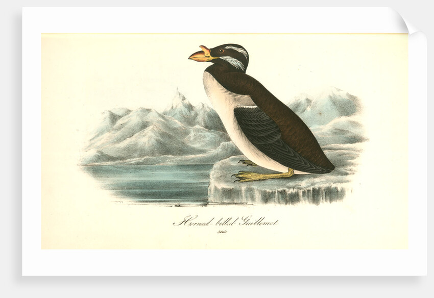 Horned-billed Guillemot by John James Audubon