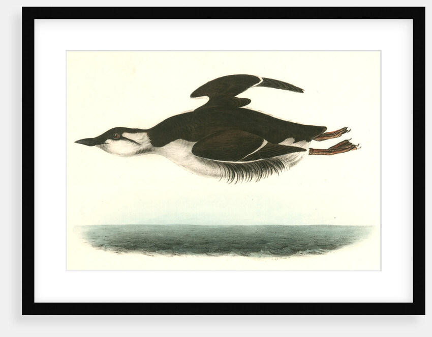 Large-billed Guillemot. Male by John James Audubon
