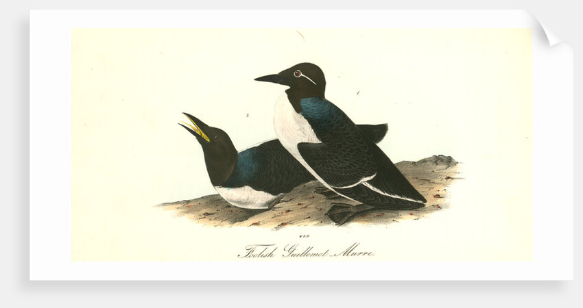 Foolish Guillemot. Murre by John James Audubon