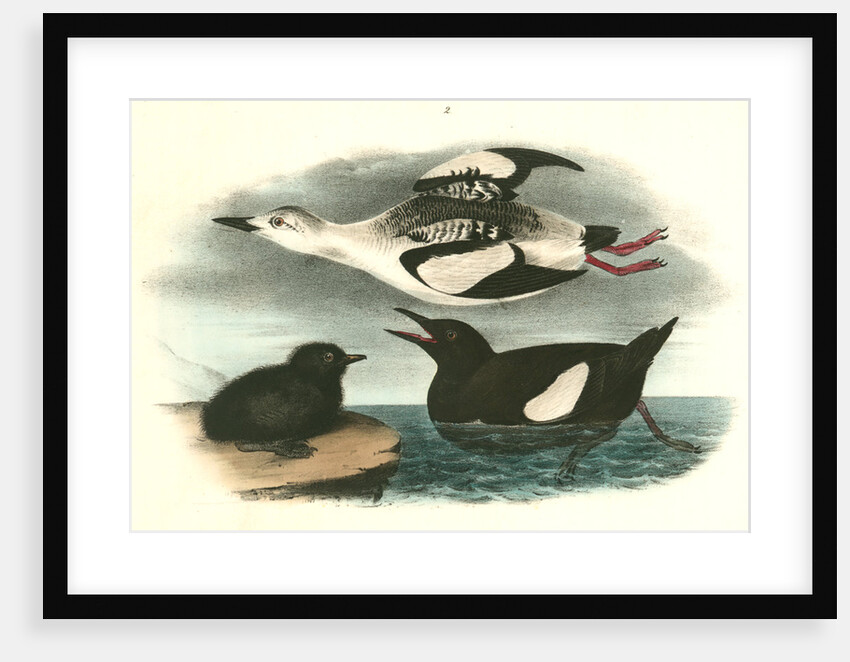 Black Guillemot by John James Audubon