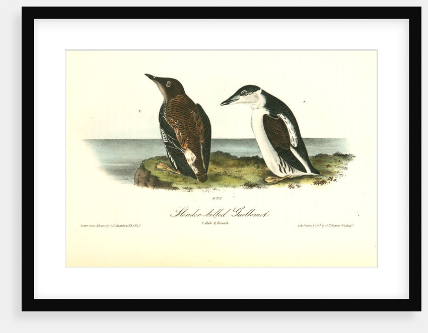 Slender-billed Guillemot by John James Audubon