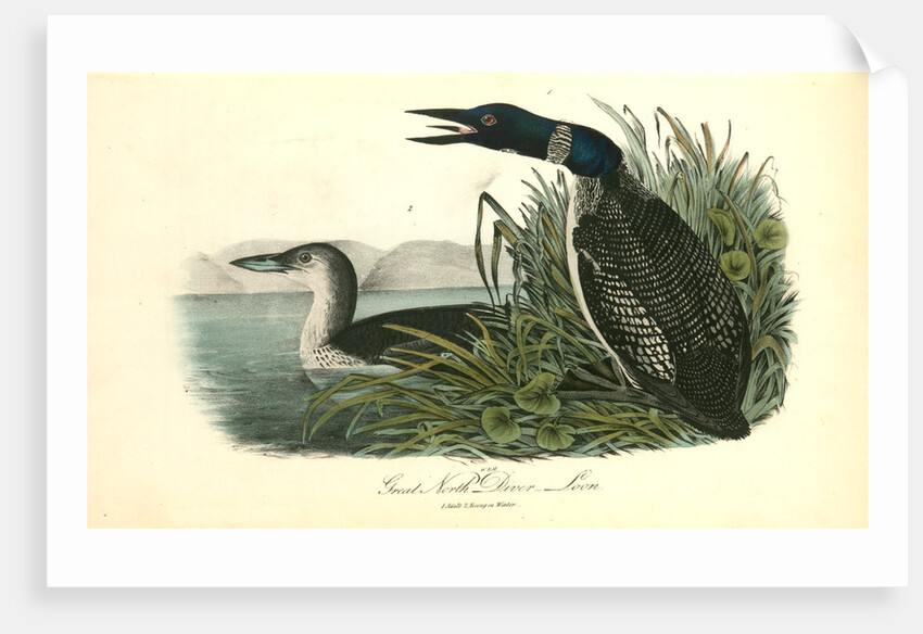 Great North Diver. Loon by John James Audubon