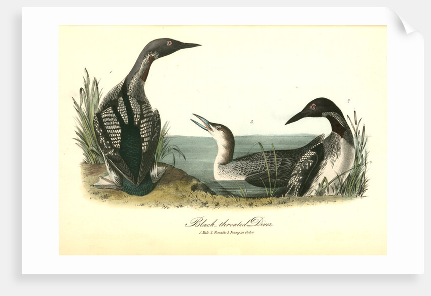 Black-throated Diver by John James Audubon