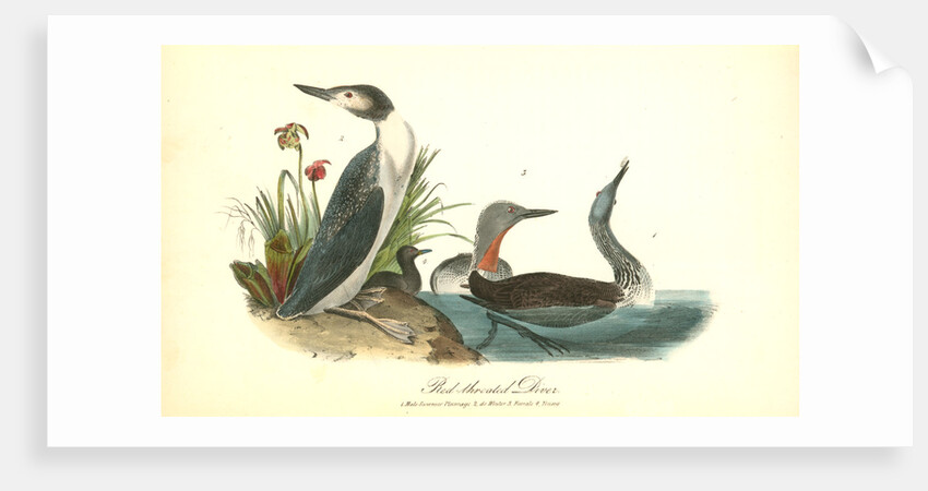 Red-throated Diver by John James Audubon