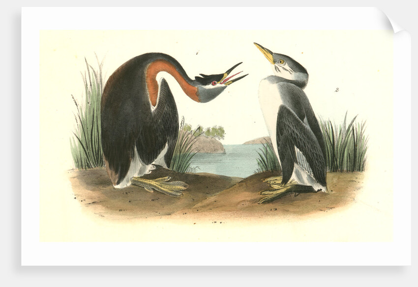 Red-necked Grebe by John James Audubon