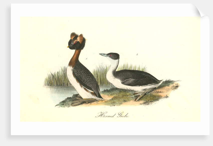 Horned Grebe by John James Audubon
