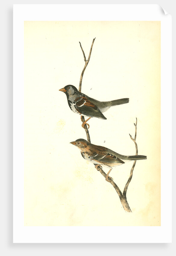 Harris's Finch by John James Audubon