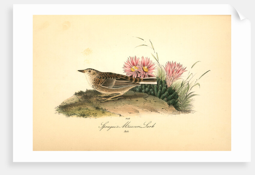 Sprague's Missouri Lark. Male by John James Audubon