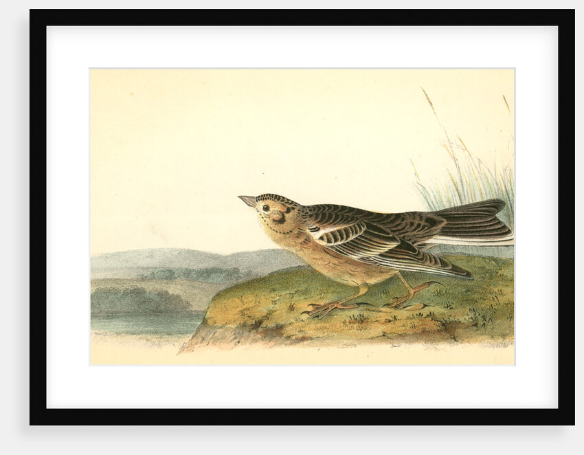 Smith's Lark-Bunting. Adult Male by John James Audubon