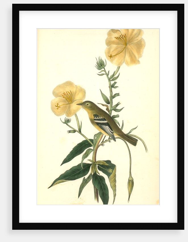 Yellow-bellied Flycatcher. Male by John James Audubon
