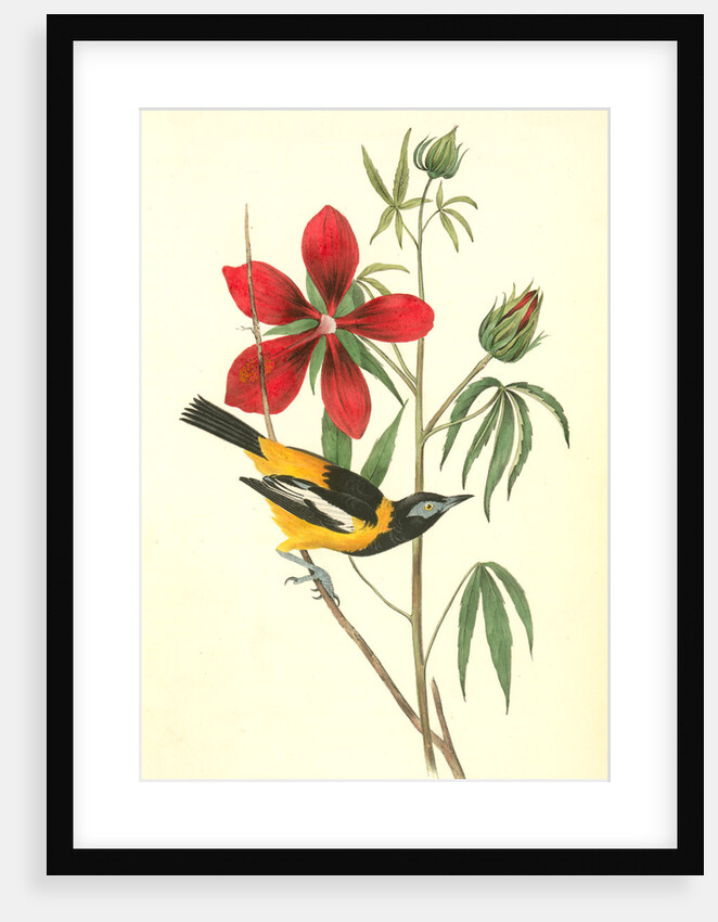 Common Troupial. Male by John James Audubon